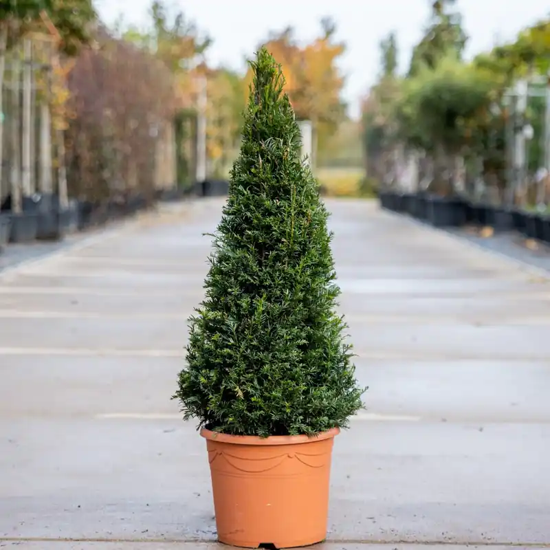 Nog maar een paar beschikbaar - Taxus baccata Piramide