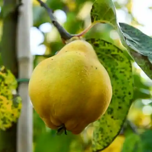 Kweepeer Oblonga Vranja 8-10 | Op = op