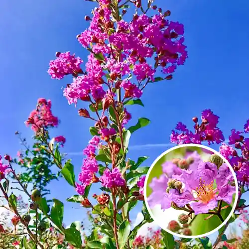 Lagerstroemia Violacea | Topdeal
