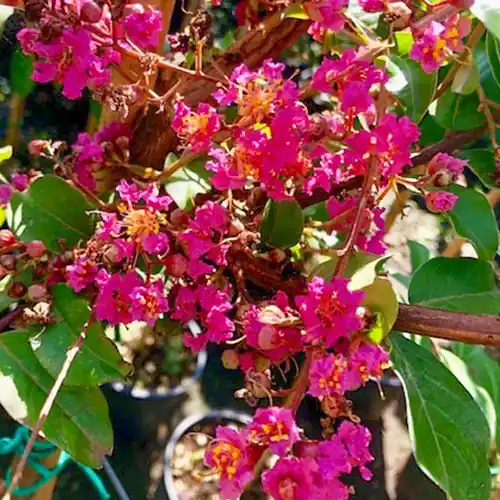 Lagerstroemia Rosea Nova | Hoge kwaliteit