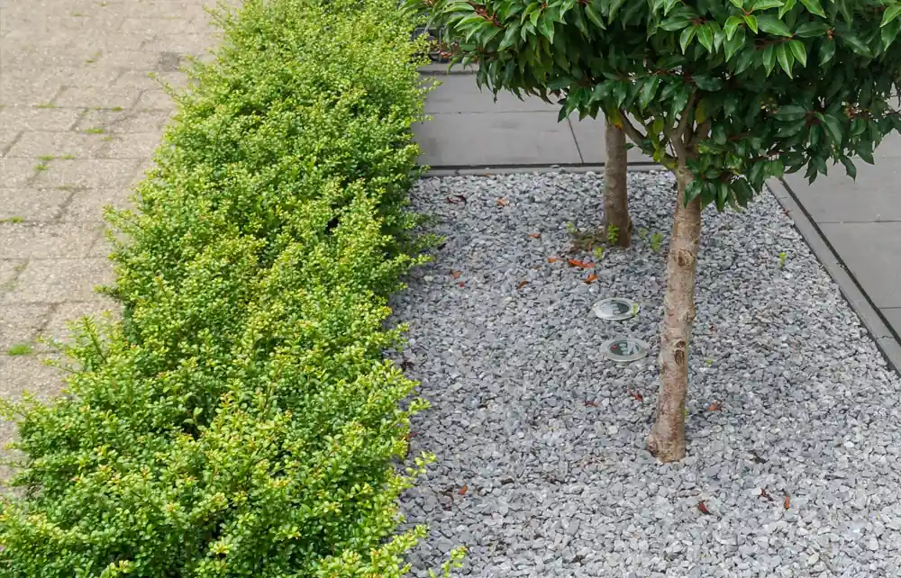 Ilex crenata Green Hedge | Tijdelijk aanbod