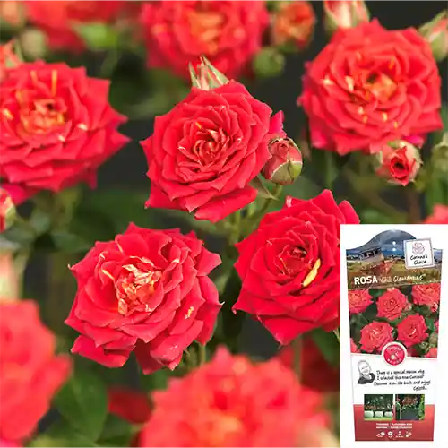 Premiumkwaliteit | Rosa Chili Clementine