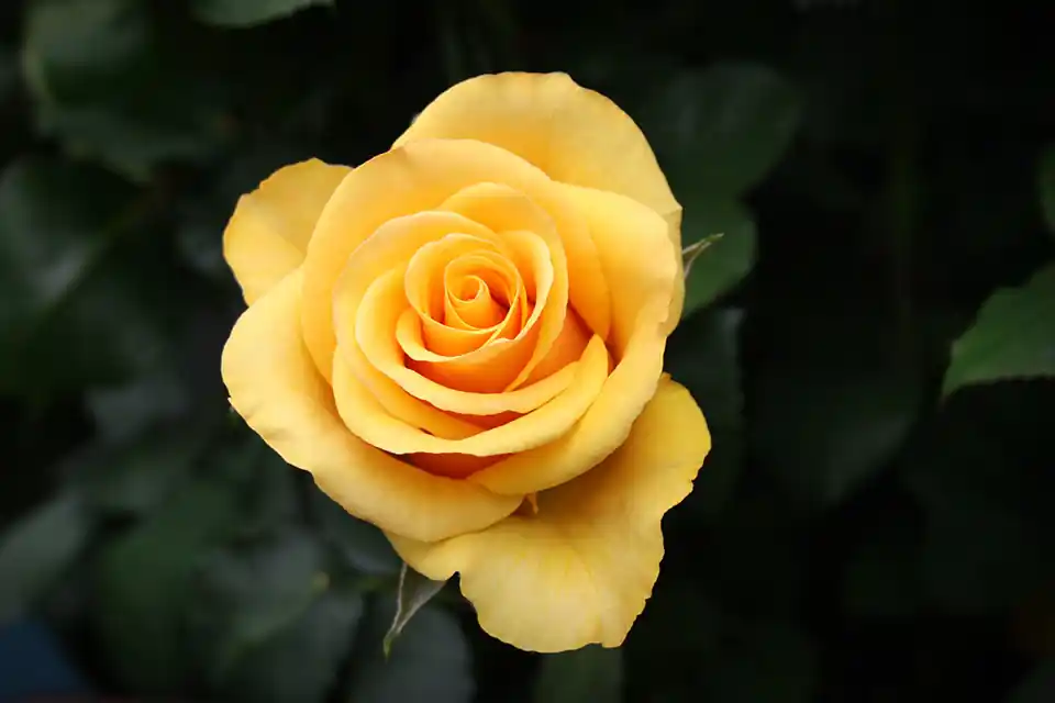 Voordeelprijs - Rosa Climbing Arthur Bell