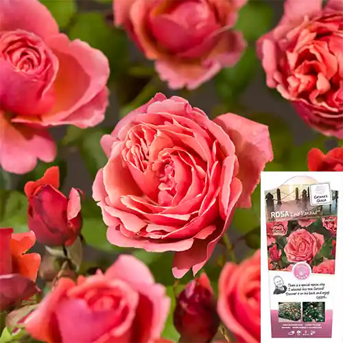 Rosa Line Renaud | Nieuw binnengekomen