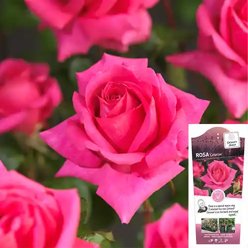 Rosa Criterion - Prijsverlaging