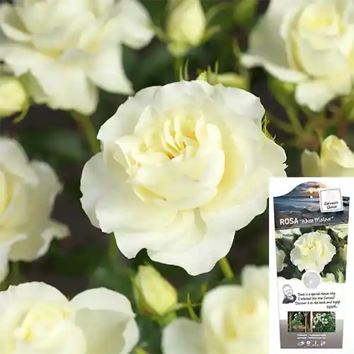 Klantfavoriet - Rosa White Meilove