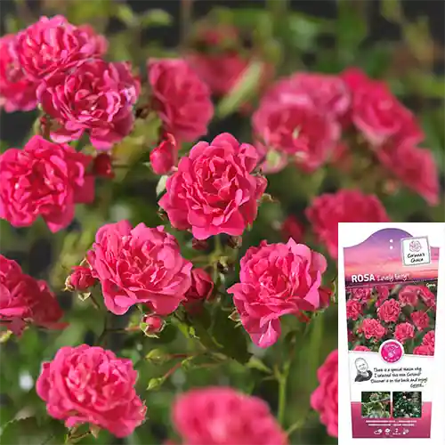 Scherpe prijs - Rosa Lovely Fairy