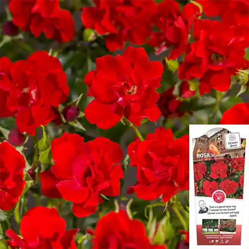 Rosa Matador | Snelle verzending