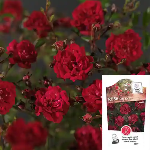 Rosa Fairy King - Tijdelijk aanbod