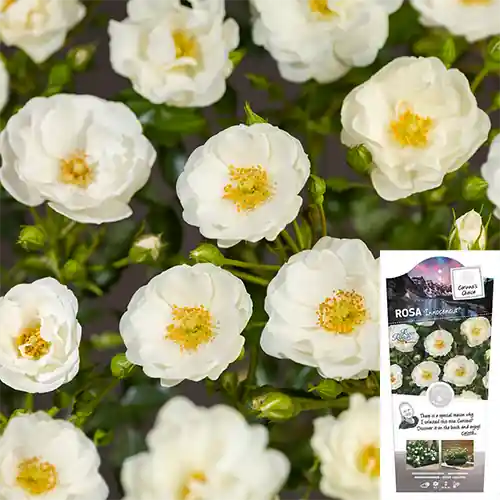 Rosa Innocencia | Speciale deal