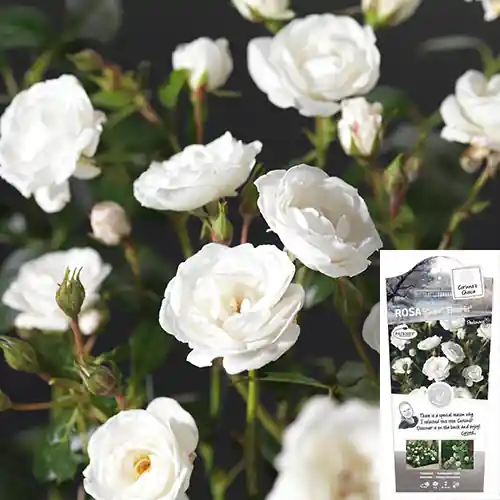 Beperkte voorraad - Rosa Snow PatioHit