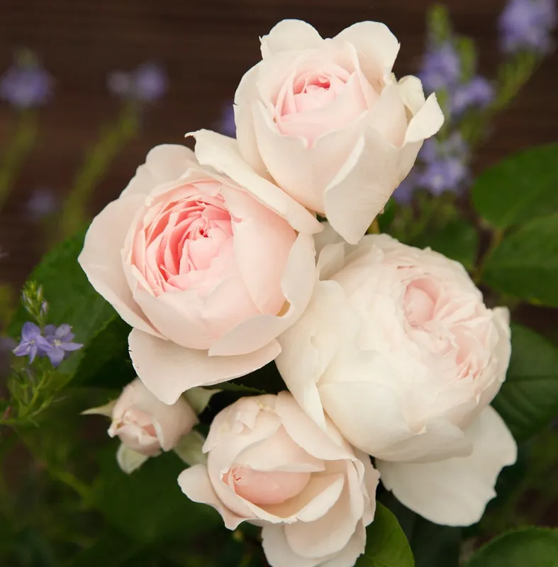 Rosa Herzogin Christiana | Flitsaanbieding