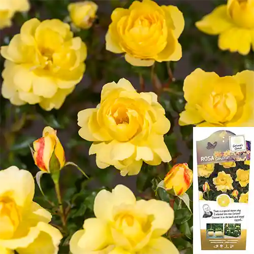 Fabrieksprijs - Rosa Candela