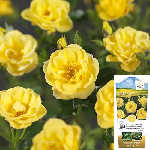 Rosa Dolly Dot | Sale