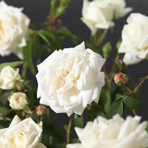 Rosa Ilse Krohn Superior | Tijdelijk aanbod