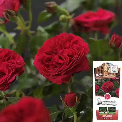 Nog enkele stuks - Rosa Red Leonardo da Vinci