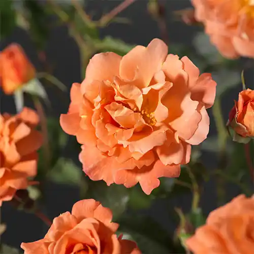 Rosa Westerland | Dagdeal