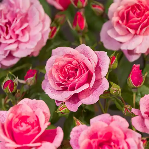 Rosa Camelot | Op voorraad