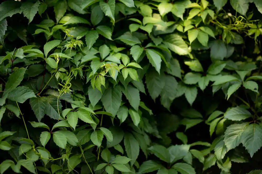 Wilde Wingerd Engelmannii | Extra voordeel