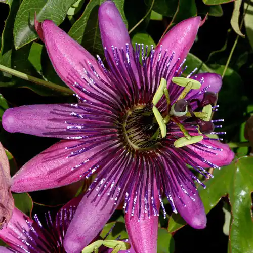 Passiflora Amethyst - Hoge kwaliteit