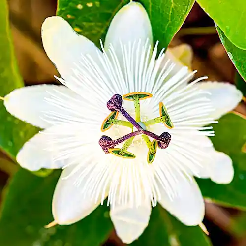 Premiumkwaliteit - Passiflora Constance Elliott