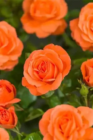 Aanrader | Rosa Newsflash