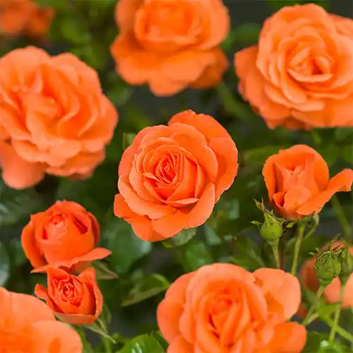 Aanrader | Rosa Newsflash