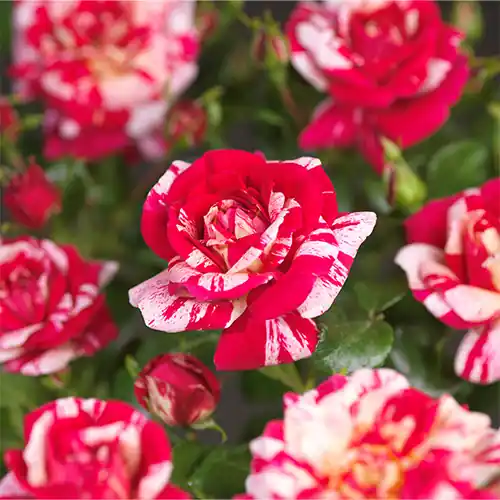 Rosa Twist Courtyard - Online bestellen