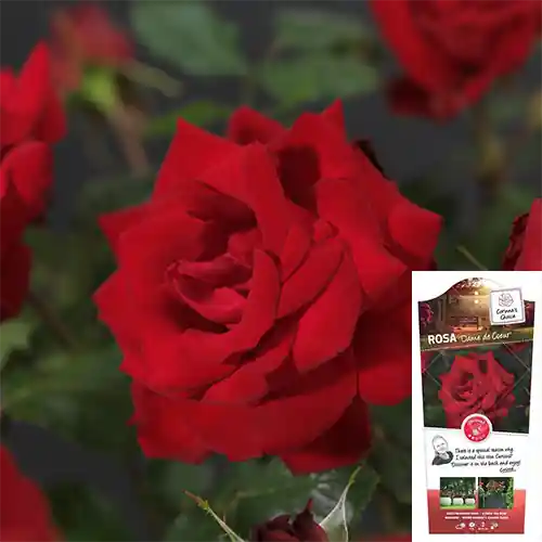 Nieuwe release | Rosa Dame de Coeur