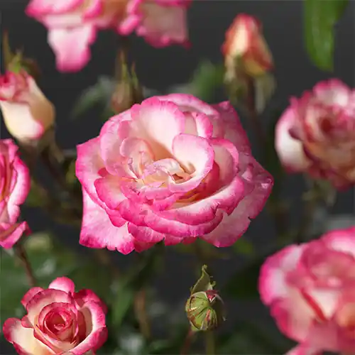 Rosa Händel | Rechtstreeks van de fabrikant