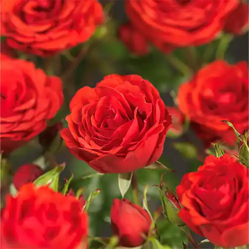 Rosa Jive Courtyard - Professionele kwaliteit
