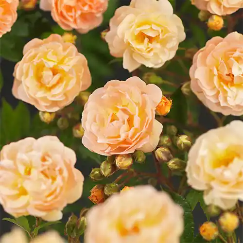 Rosa Ghislaine de Féligonde | Mis het niet