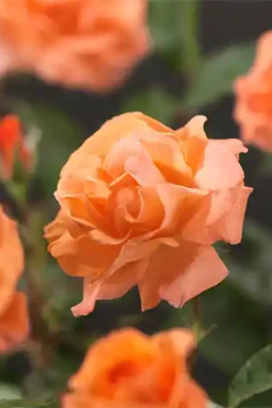 Zojuist toegevoegd | Rosa Metanoia