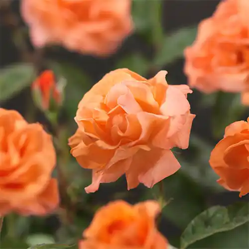 Zojuist toegevoegd | Rosa Metanoia