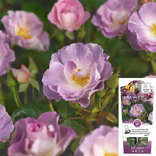 Rosa Blue For You - Alleen vandaag