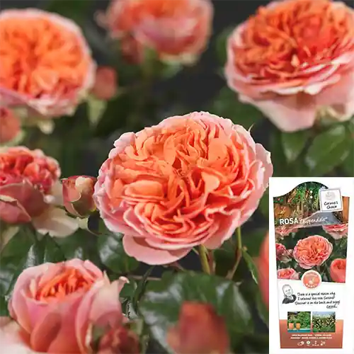 Tijdelijke aanbieding | Rosa Chippendale