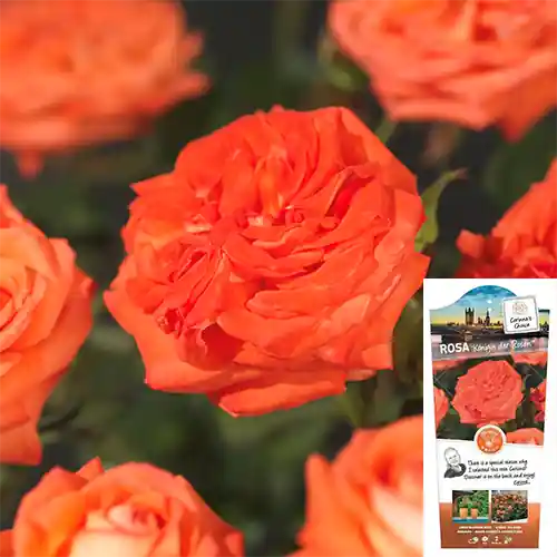 Direct kopen | Rosa Königin der Rosen