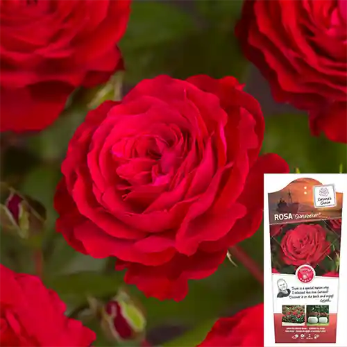 Rosa Störtebeker | Zeer goed beoordeeld
