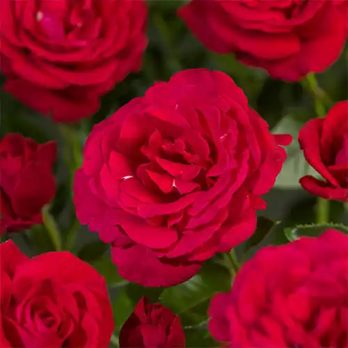 Rosa Red Flame | Tijdelijk aanbod