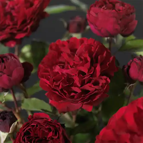 Net gelanceerd - Rosa Nadia Renaissance
