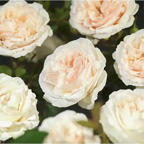 Koopje | Rosa Julia Renaissance