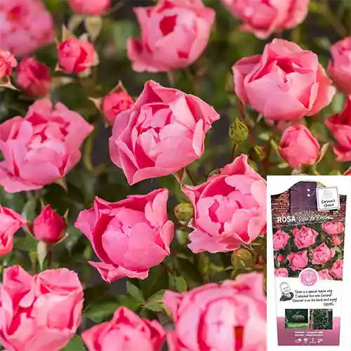 Rosa Rose de Rescht - Zeer goed beoordeeld