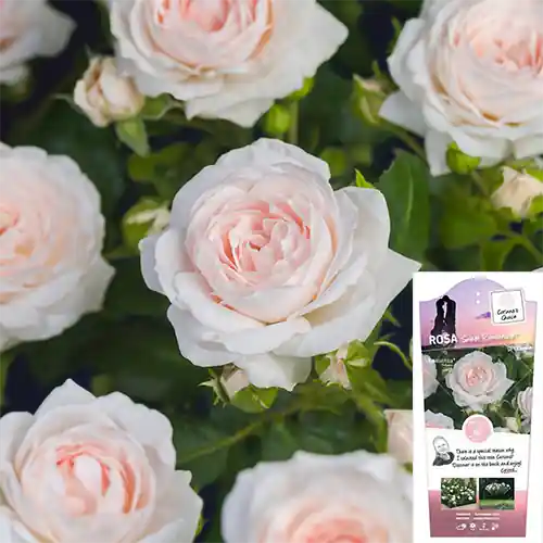 Scherp geprijsd - Rosa Sweet Romanza