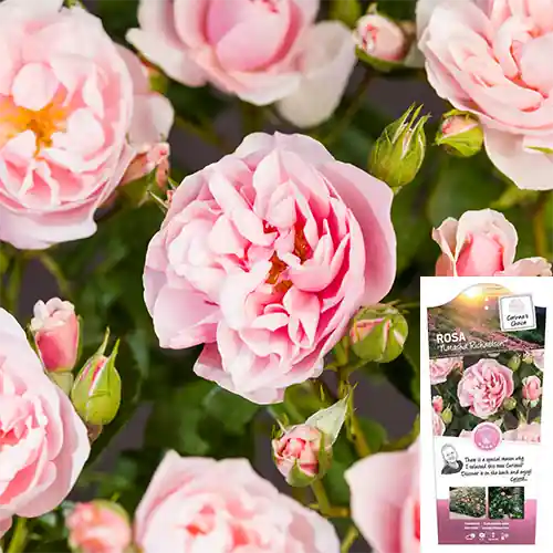 Speciale aanbieding - Rosa Natasha Richardson