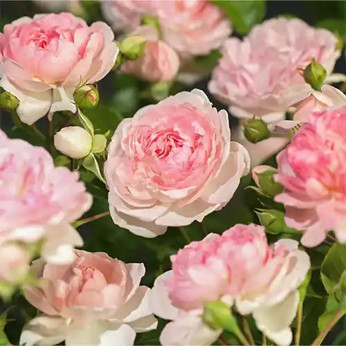 Prijs verlaagd - Rosa Jasmina