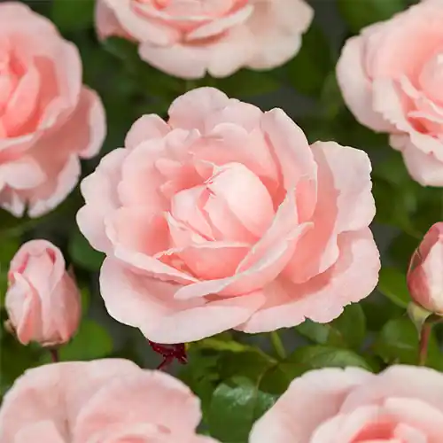 Rosa Racquel Renaissance - Nieuw binnen