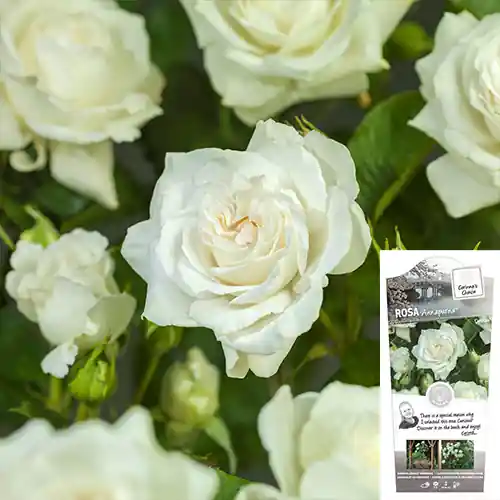 Rosa Annapurna | Veel voordeel
