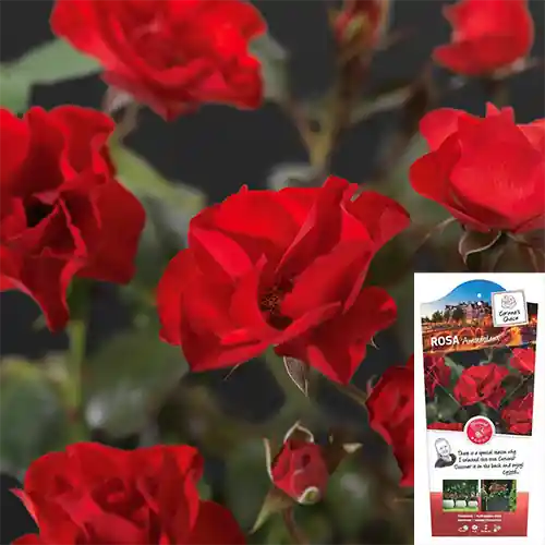 Rosa Amsterdam | Laatste dagen