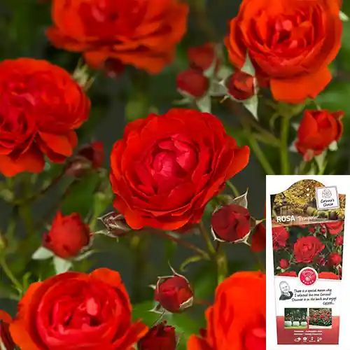 Erg populair | Rosa Trumpeter