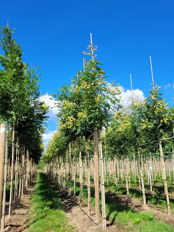 Extra voordeel | Koelreuteria boom